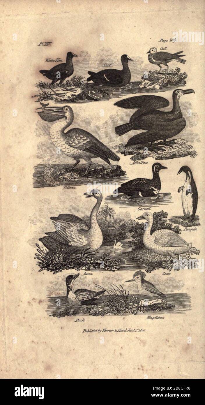 Histoire de Goldsmith sur la terre et nature animée, abrégée (PL. XIV) (7872688252). Banque D'Images