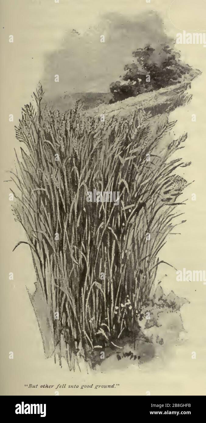 Bon terrain de la parabole de Sower. Banque D'Images