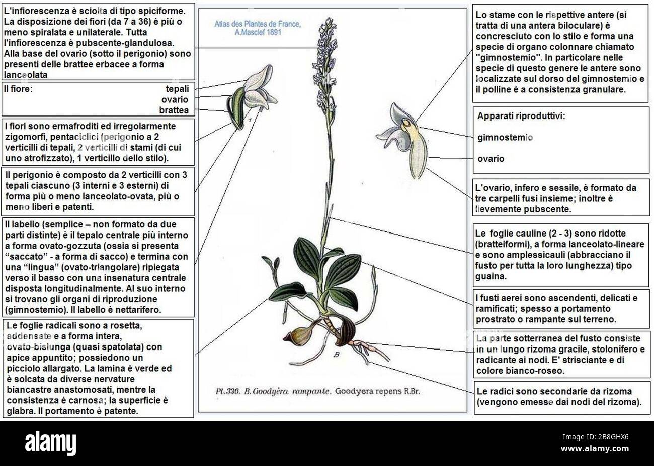 Goodyera repens Masclef DESC. Banque D'Images