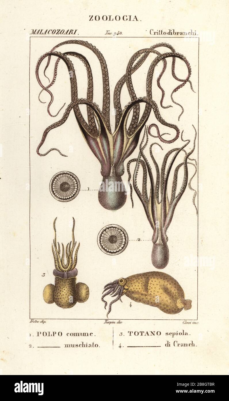 Octopus commun, Octopus vulgaris 1, Octopus musqué, Eledone moschata 2, calmar volant européen, Todarodes sagittatus 3 et calmar de verre, Cranchia scabra 4. Polpo comune, Polpo musichiato Totano sepiola, Totano di Cranch. Gravure en copperplate aux couleurs vives du Dizionario delle Scienze Naturali d'Antoine Laurent de Jussieu, Dictionnaire des sciences naturelles, Florence, Italie, 1837. Illustration gravée par Corsi, dessinée par Jean Gabriel Pretre et dirigée par Pierre Jean-François Turpin, et publiée par Batelli e Figli. Turpin (1775-1840) est considéré comme l'un des plus grands baisles botaniques français Banque D'Images