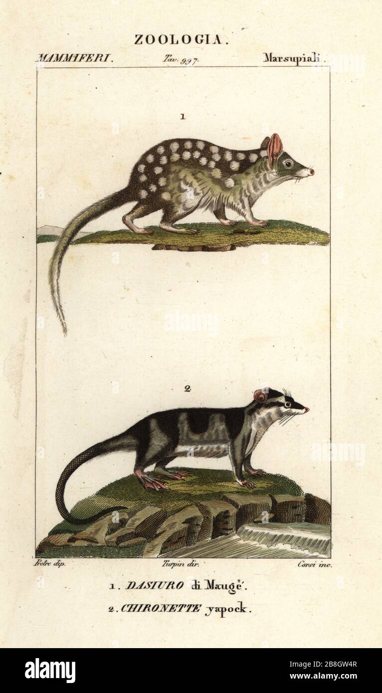 Quoll de l'est, Dasyurus viverrinus 1, opossum d'eau ou yapok, Chironectes minus 2. Dasyurus Maugei, Dasiuro di Mauge, Chironette yapack. Gravure en copperplate aux couleurs vives du Dizionario delle Scienze Naturali d'Antoine Laurent de Jussieu, Dictionnaire des sciences naturelles, Florence, Italie, 1837. Illustration gravée par Corsi, dessinée par Jean Gabriel Pretre et dirigée par Pierre Jean-François Turpin, et publiée par Batelli e Figli. Turpin (1775-1840) est considéré comme l'un des plus grands illustrateurs botaniques français du XIXe siècle. Banque D'Images