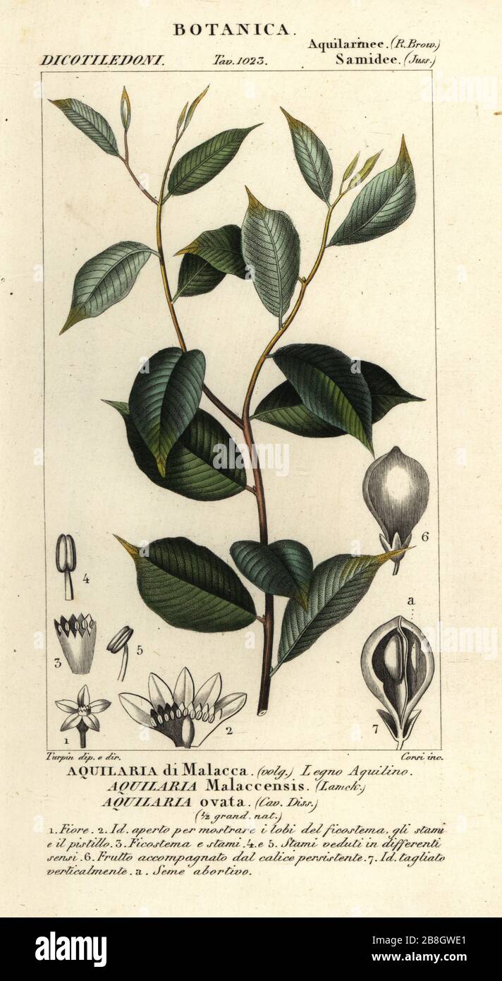 Agarwood, Aquilaria malaccensis, en voie de disparition. Aquilaria ovata, Aquilaria di Malacca. Gravure en copperplate aux couleurs vives du Dizionario delle Scienze Naturali d'Antoine Laurent de Jussieu, Dictionnaire des sciences naturelles, Florence, Italie, 1837. Illustration gravée par Corsi, dessinée et dirigée par Pierre Jean-François Turpin, et publiée par Batelli e Figli. Turpin (1775-1840) est considéré comme l'un des plus grands illustrateurs botaniques français du XIXe siècle. Banque D'Images