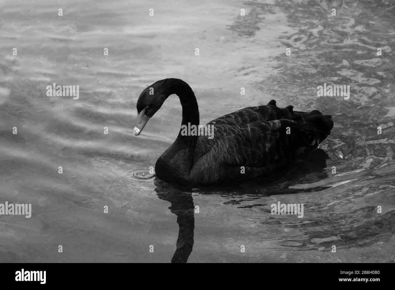 Un magnifique cygne noir nagne sur le lac une journée ensoleillée. Les cygnes noirs se nourrissent principalement de plantes aquatiques et de petites algues, ne dédaignent pas aussi le grain Banque D'Images