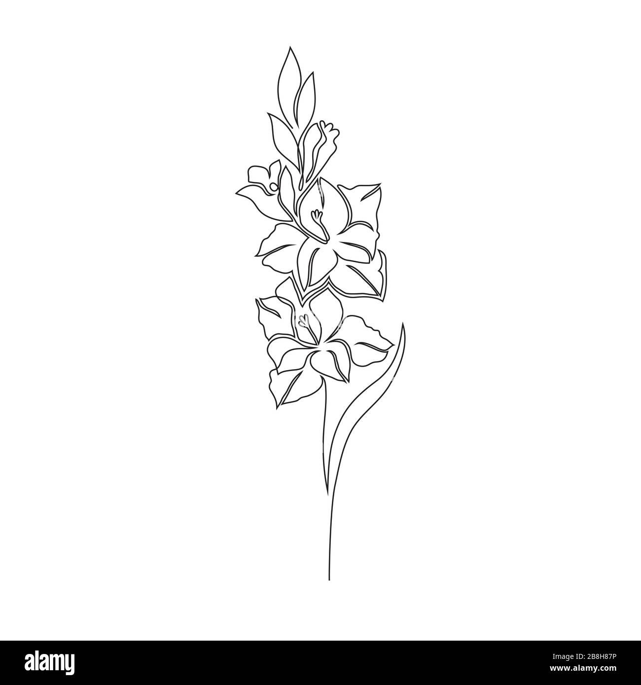 Gladiolus fleur sur blanc Illustration de Vecteur