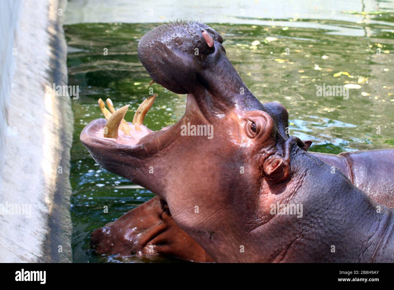 Hippo, Hippopotamus à bouche ouverte, Hippopotamus dans l'eau près, l'Hippo Hippopotamus est la faune Banque D'Images