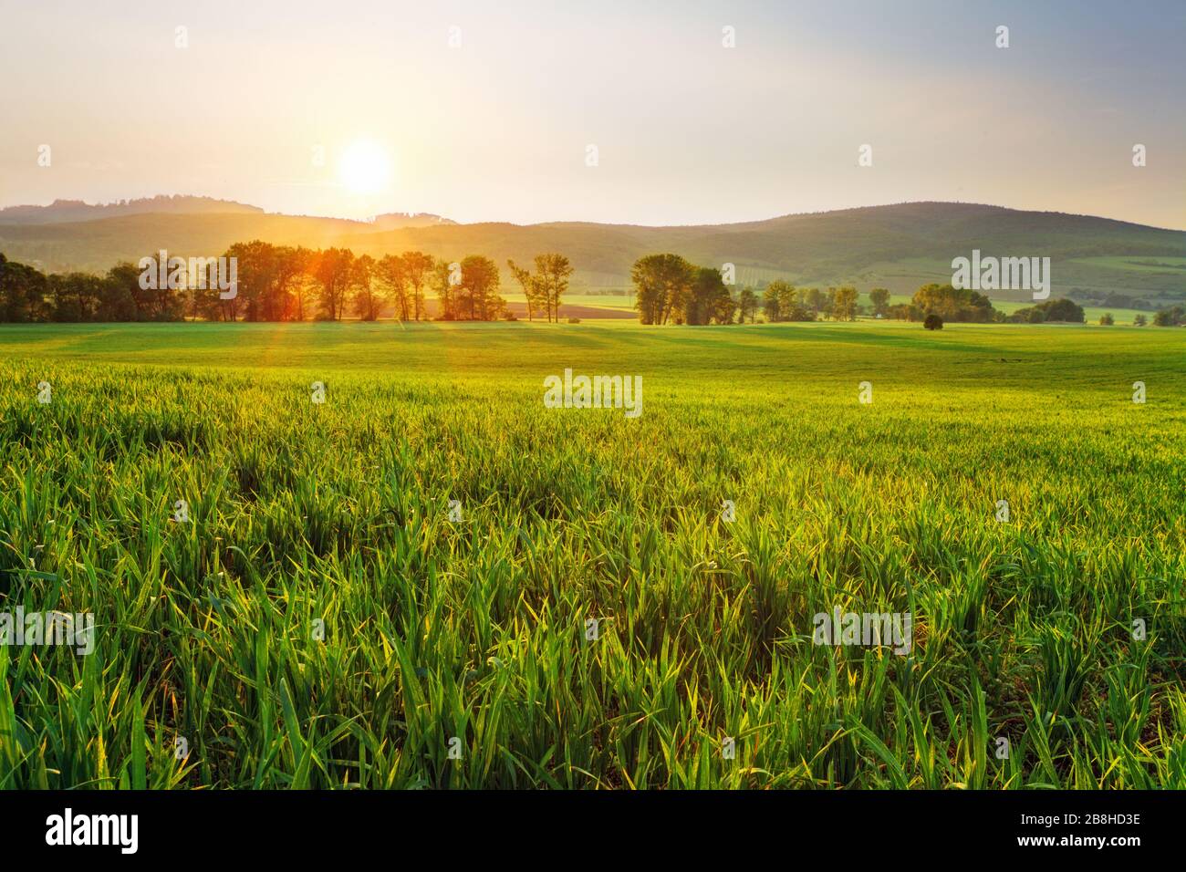 Champ de blé vert au coucher du soleil avec Sun Banque D'Images