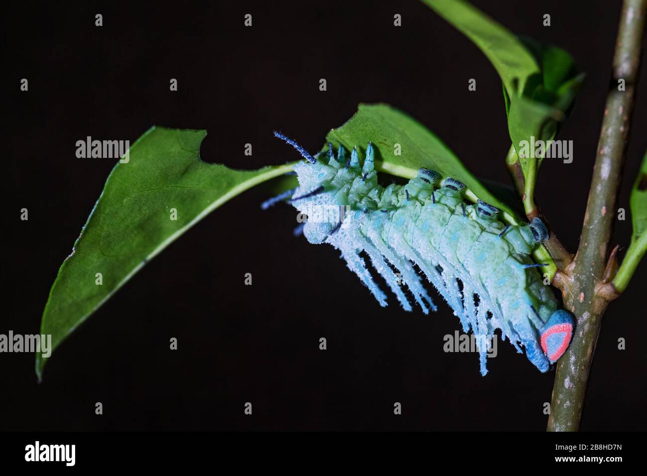 Atlas Moth caterpillar - Attacus atlas, magnifique grande papillon emblématique des forêts et des bois asiatiques, Bornéo, Indonésie. Banque D'Images