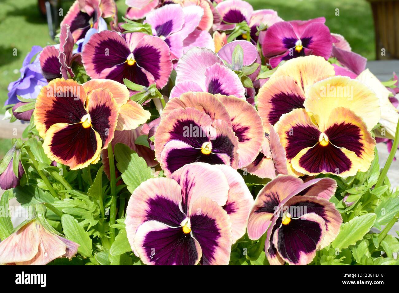 Pansy ou Violet. Type lever de soleil côtier .gros plan d'un groupe de fleurs colorées. Banque D'Images