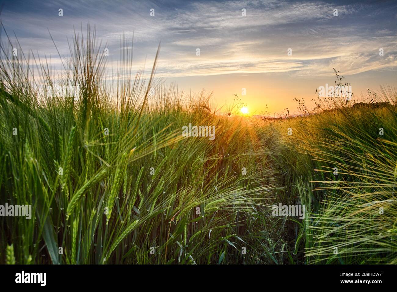 Paysage rural avec champ de blé sur le coucher du soleil Banque D'Images