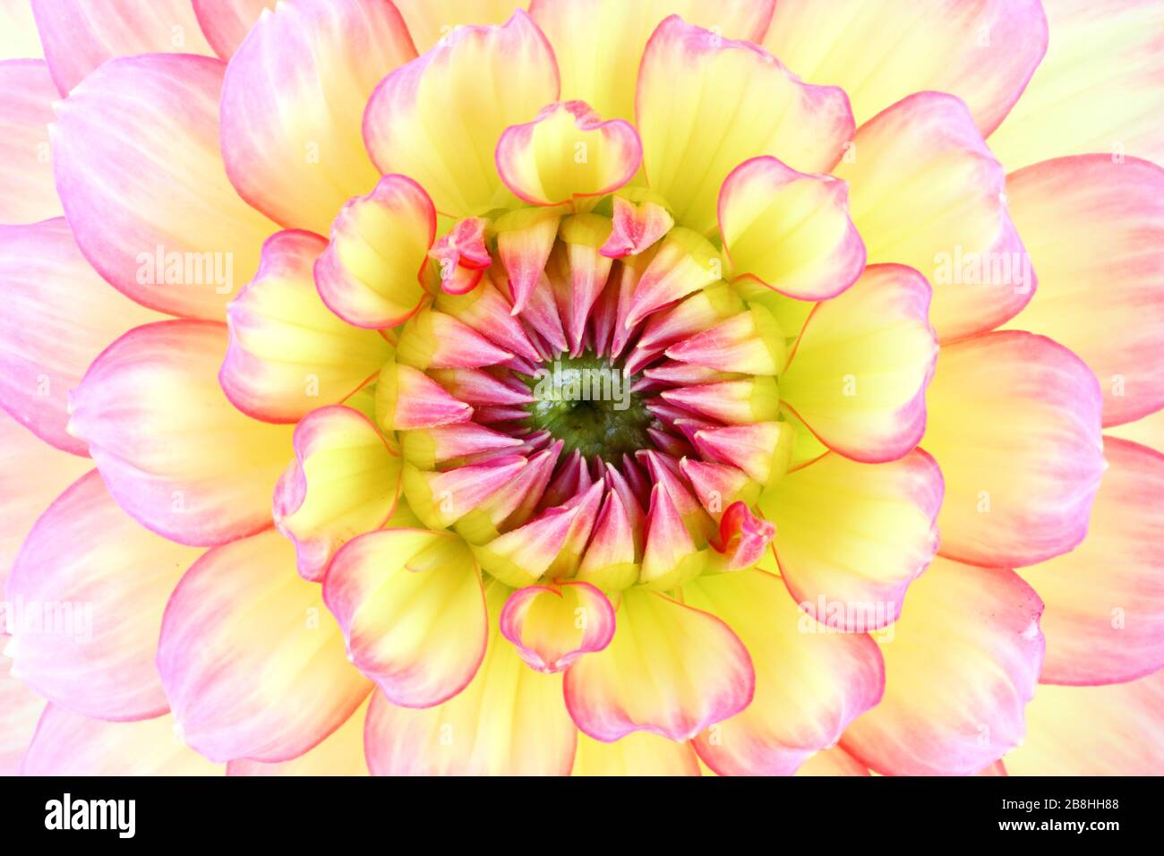 Gros plan sur un magnifique Dahlia (dahlia). Allemagne Banque D'Images