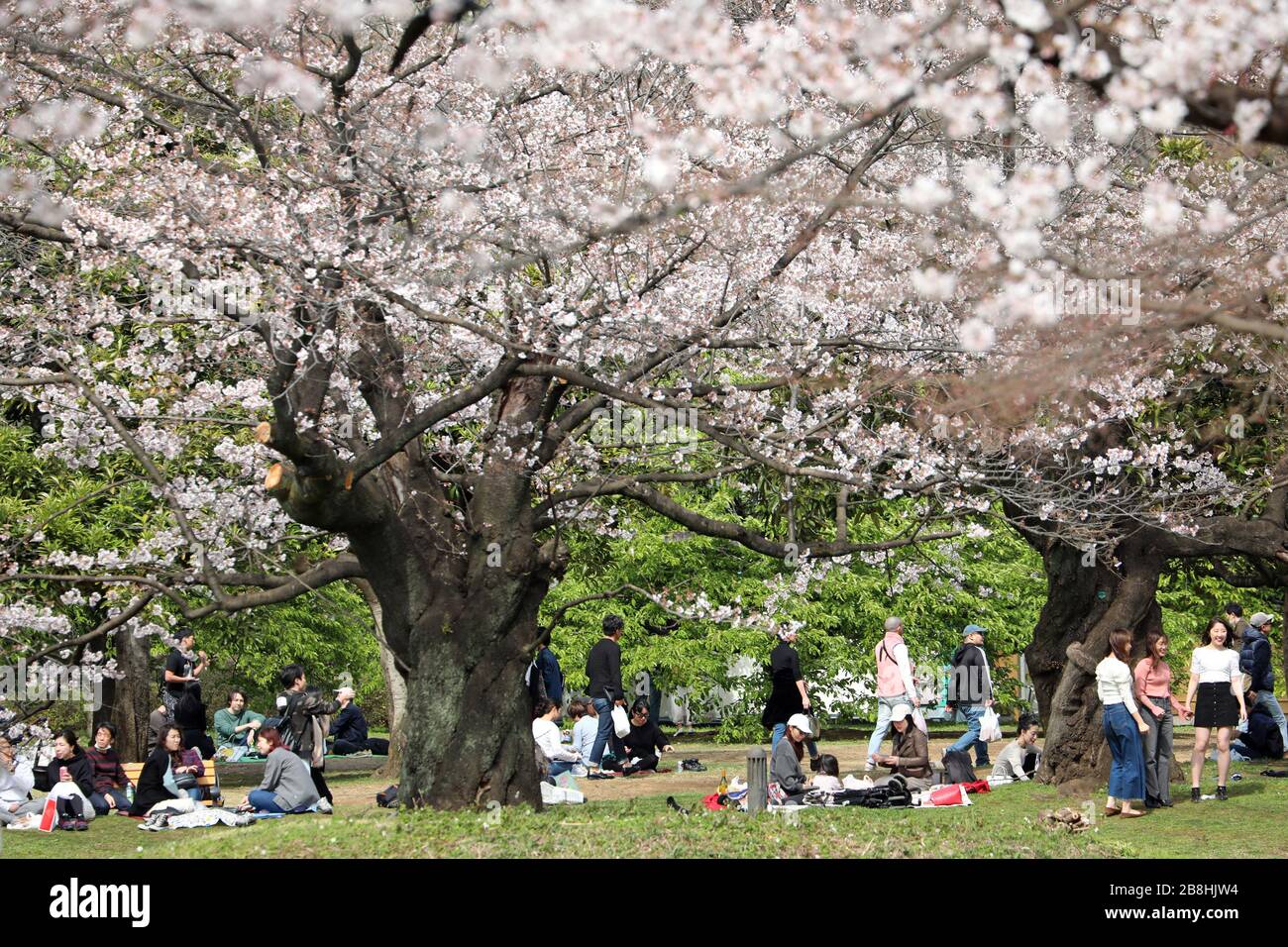 Tokyo, Japon. 22 mars 2020. Les Japonais célèbrent la saison des cerisiers en fleurs avec des fêtes Hanami traditionnelles dans le parc Yoyogi, Tokyo, Japon. Malgré la peur du Coronavius, la vie continue presque normalement, bien que certains des grands rassemblements de masse aient été annulés, les pique-niques individuels avec plus d'espace entre eux sont encore populaires. Crédit: Paul Brown/Alay Live News Banque D'Images