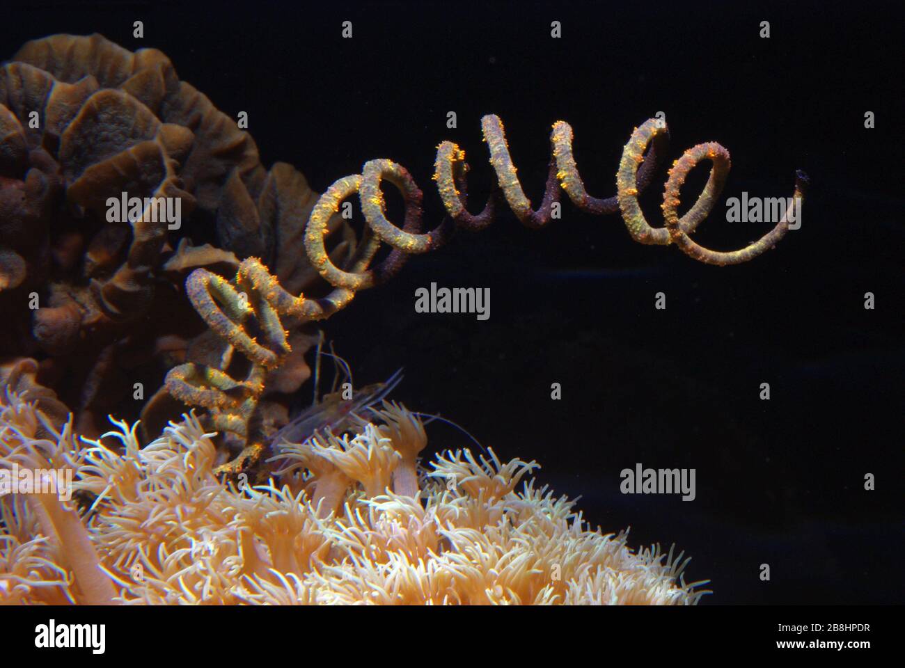 Fouet ou fil de corail, Cirrhipates sp. Banque D'Images
