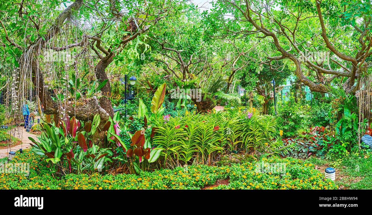 Panorama de verdure luxuriante dans le jardin d'orchidées du parc Rajaruek, Chiang Mai, Thaïlande Banque D'Images