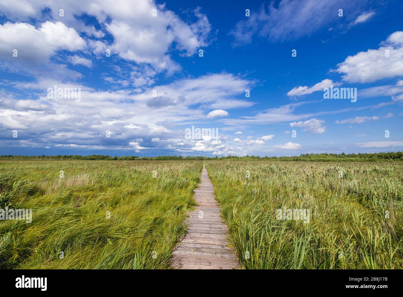 Sentier éducatif Dluga Luka - long Gap, promenade en bois à travers Lawki Fen vers une plate-forme d'observation dans le parc national de Biebrza, Pologne Banque D'Images
