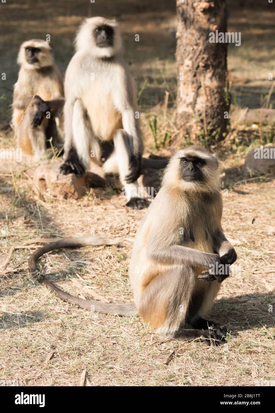 Ranthambore Wildlife Sanctuary, parc national, Rajasthan, Inde Banque D'Images