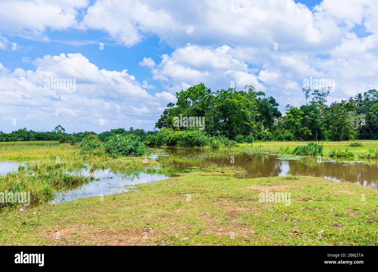 Vue sur la campagne typique des zones humides sauvages dans le district de Horagampita, près de Galle, province du Sud, Sri Lanka Banque D'Images