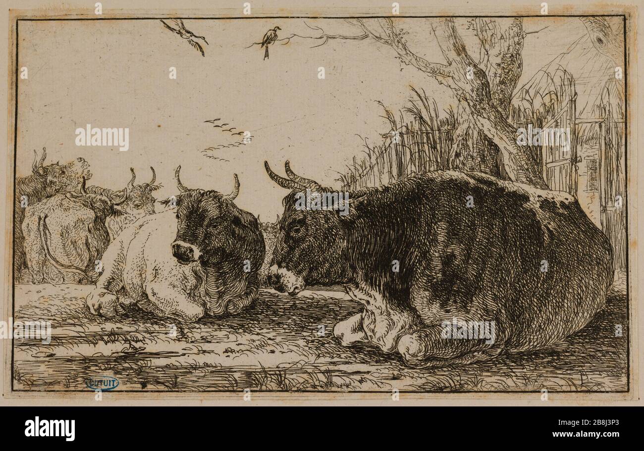 Cinq vaches dans un pâturage (Bartsch 10) Van den Hecke, Jan (dit le vieux). 'Cinq vaches dans un bâtiment (Bartsch 10)'. Eau-forte. Musée des Beaux-Arts de la Ville de Paris, petit Palais. Banque D'Images