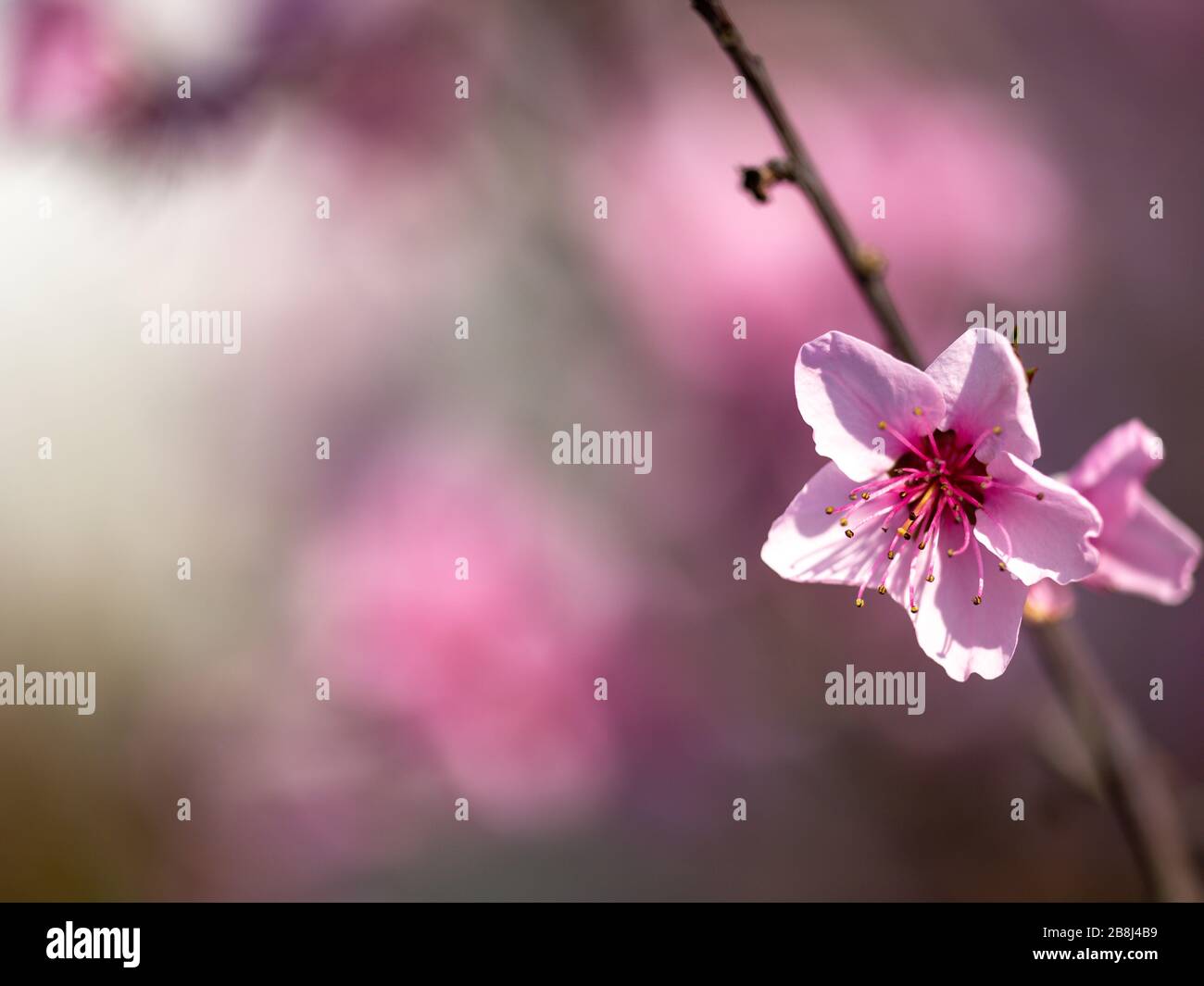 Fleurs d'un arbre de pêche en pleine floraison avec fond flou Banque D'Images