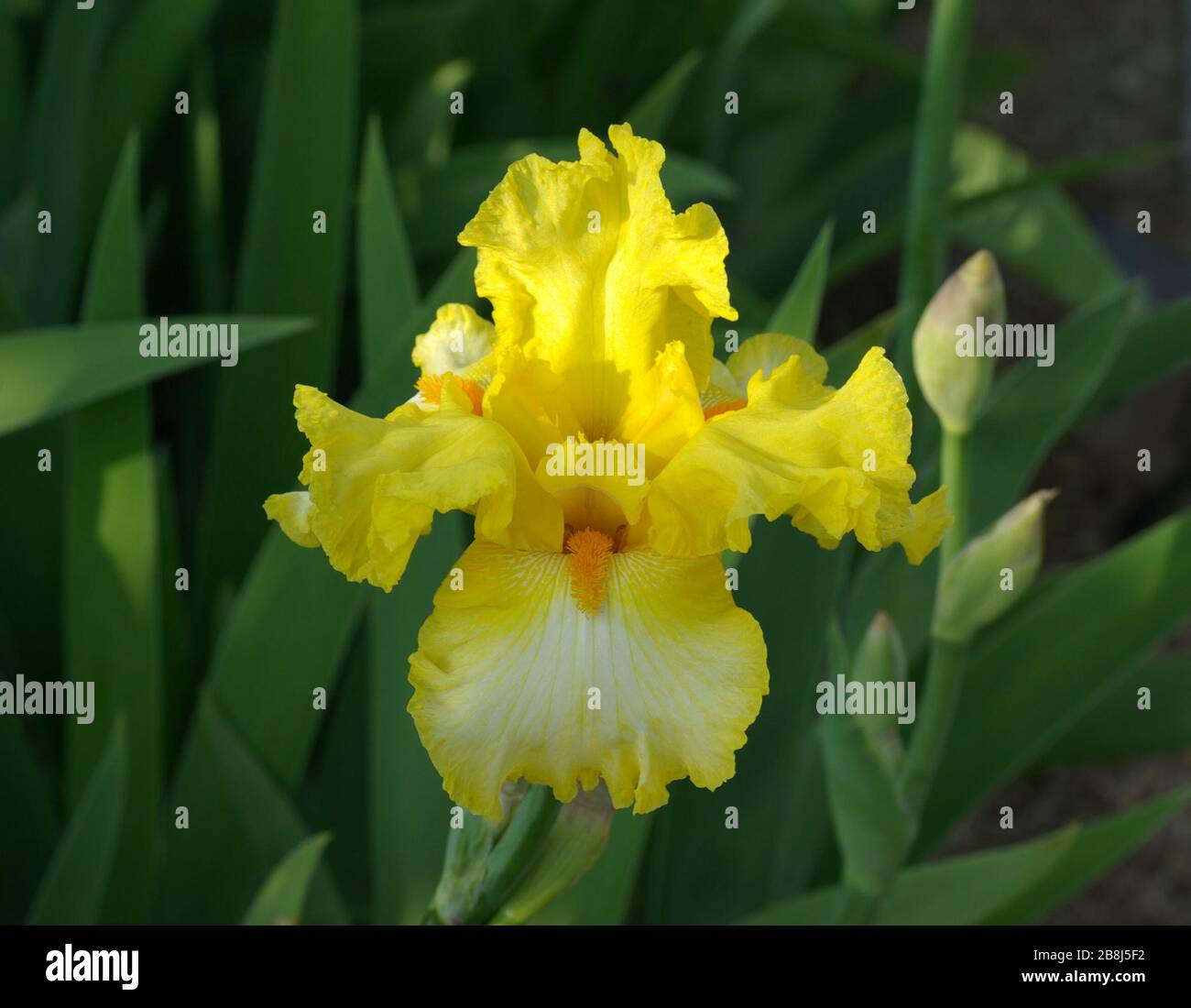 Iris Nom De Famille Des Iridaceae Bague En Or Bague En Or English 日本語 ゴールドリング アヤメ Details De L Appareil Photo Appareil Photo Pentax K10d Objectif Tamron Sp