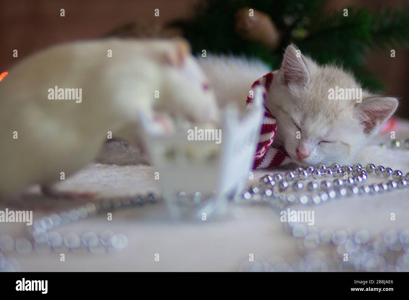 Chat blanc dort à côté du berceau de rat Banque D'Images