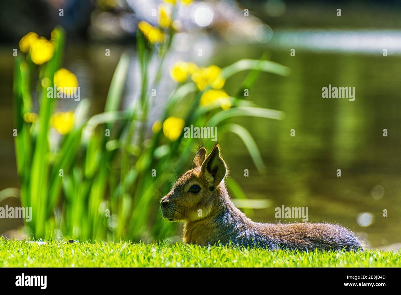 Pampas bunny dans un pré Banque D'Images