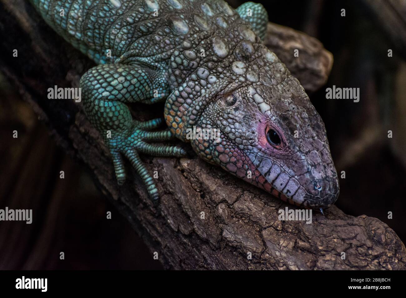 tête d'un teju de crocodile Banque D'Images