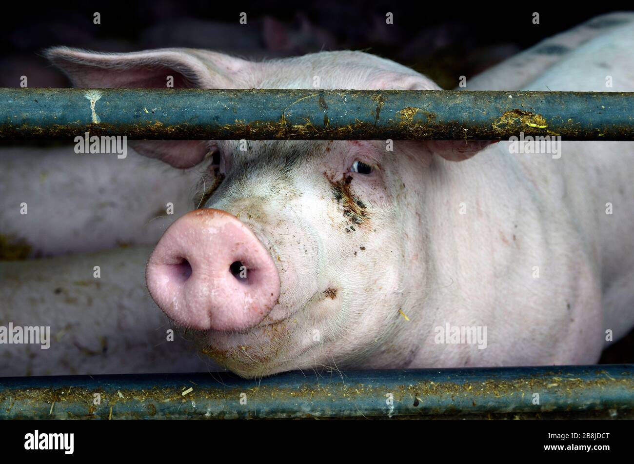 Autriche, porcelets pour l'élevage industriel de porcs Banque D'Images