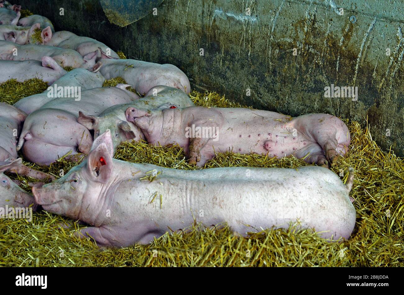 Autriche, porcelets pour l'élevage industriel de porcs Banque D'Images