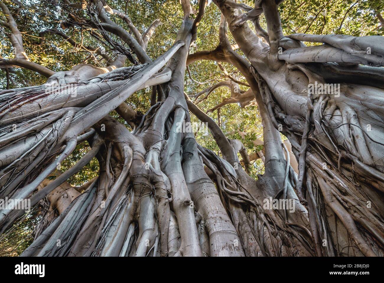 Moreton Bay fig a également appelé Banyan australien dans Giardino Garibaldi Park Palerme, la capitale de la région autonome de Sicile Banque D'Images