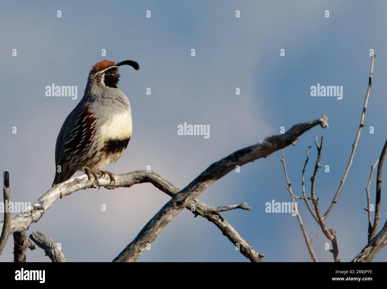 Les appels à la caille d'un Gambel reposent sur ses perches dans le désert de l'Arizona. Banque D'Images