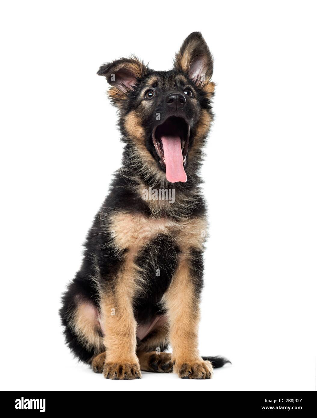 Chiot Berger Allemand assis et bâillements, 9 semaines, isolated on white Banque D'Images