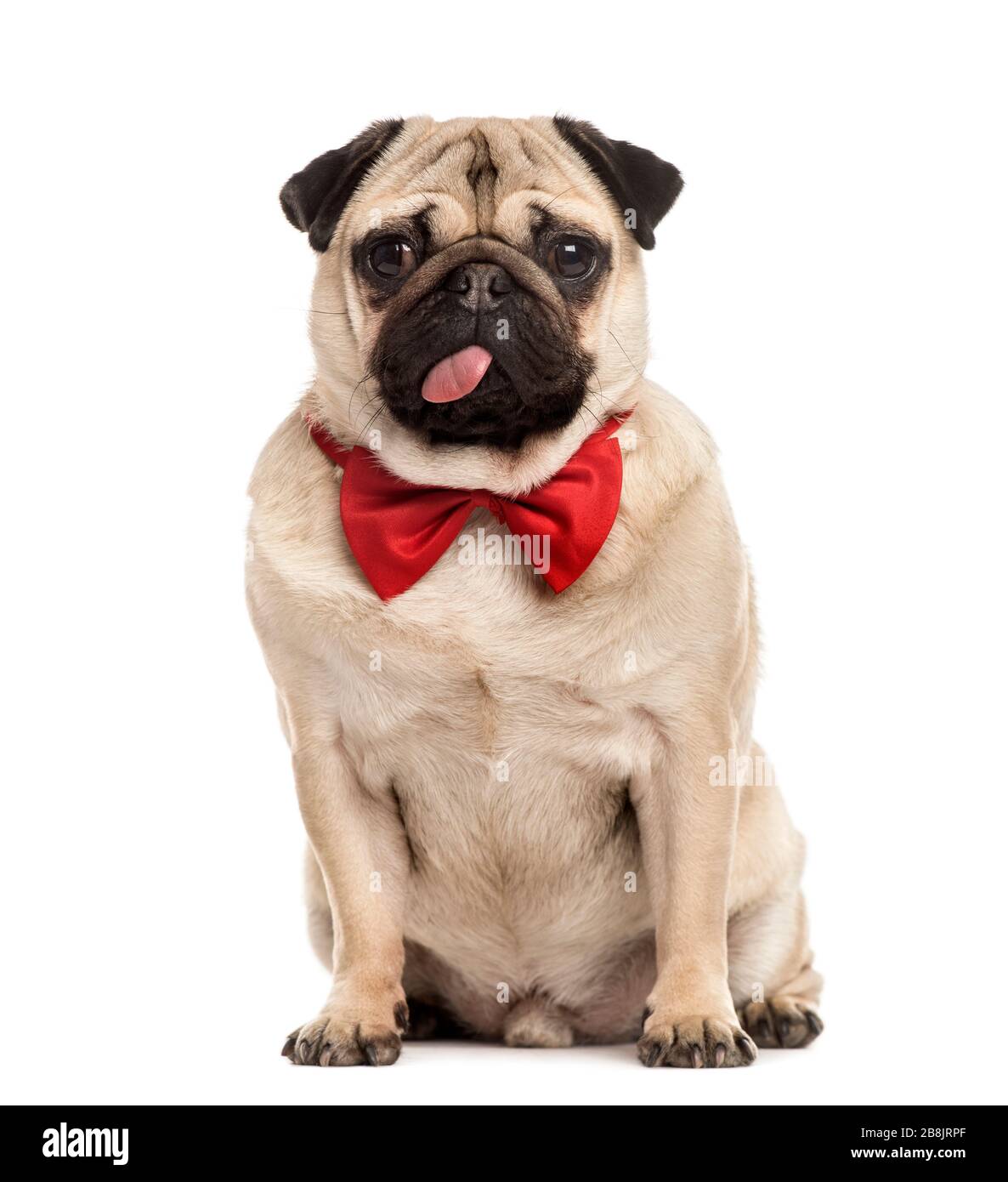 Le PUG avec un nœud Papillon rouge assis, isolated on white Banque D'Images