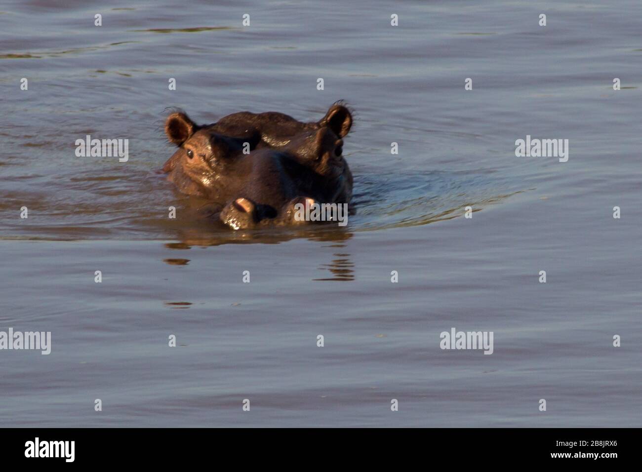 Un hippopotame commun partiellement submergé, Hippopotamus amphibie, dans la rivière des Olifants, parc national Kruger, Afrique du Sud, Banque D'Images