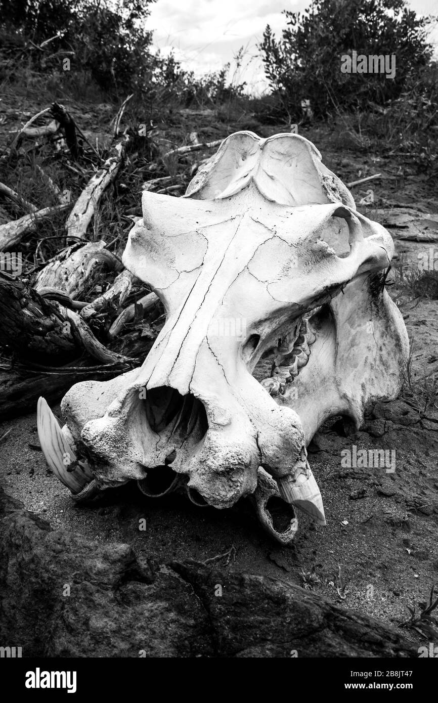 Un mouette Hippopotamus (amphibie) blanchi, d’un animal décédé lors de la sécheresse de l’année précédente, photographié en noir et blanc Banque D'Images