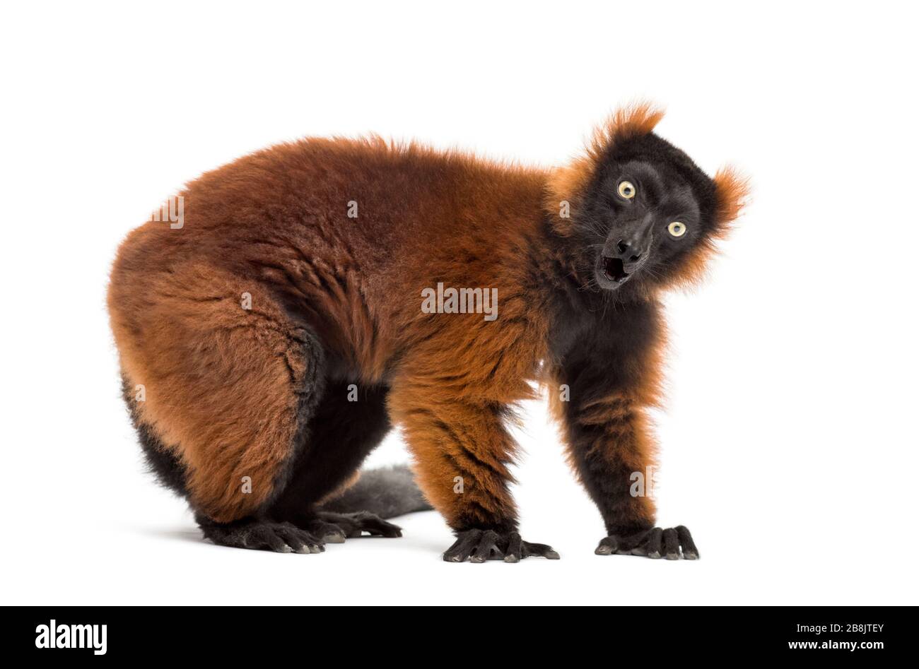 Un lemur rouge ruffé surprise devant un fond blanc Banque D'Images