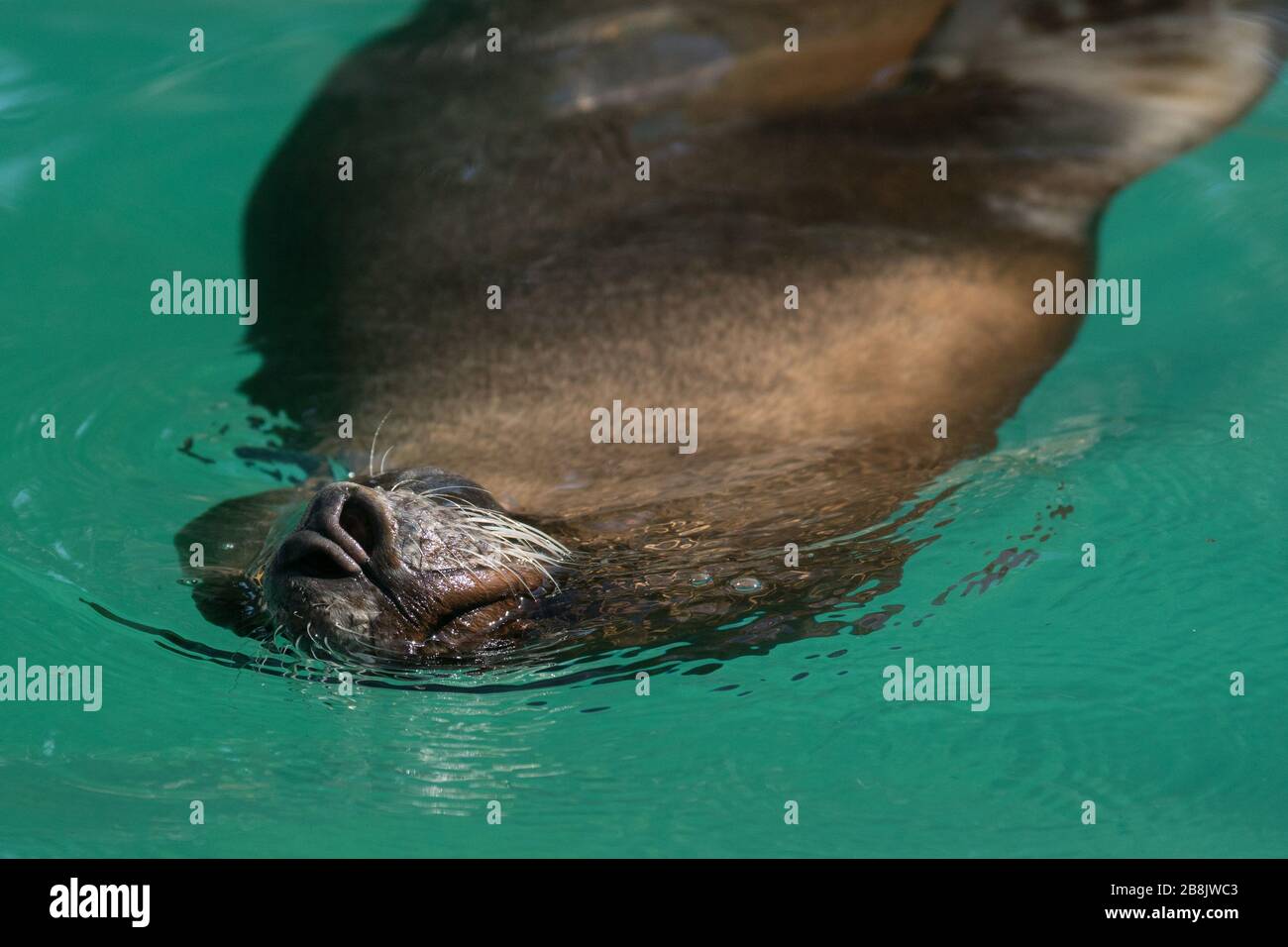 Museau et nez d'un lion de mer californien nageant et respirant dans l'eau Banque D'Images