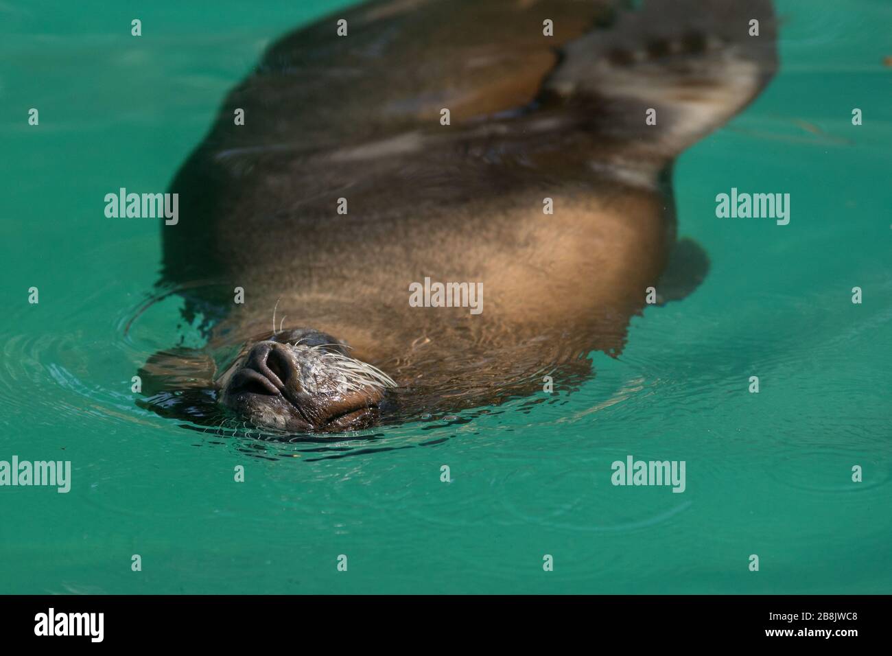 Museau et nez d'un lion de mer californien nageant et respirant dans l'eau Banque D'Images