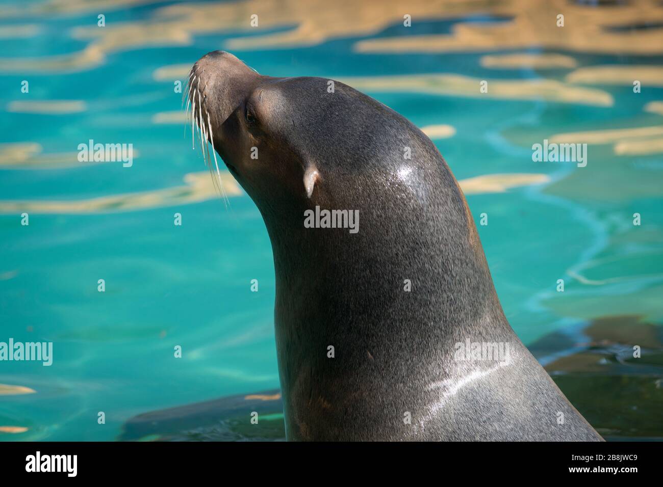 Portrait d'un jeune lion de mer californien à côté d'une piscine Banque D'Images