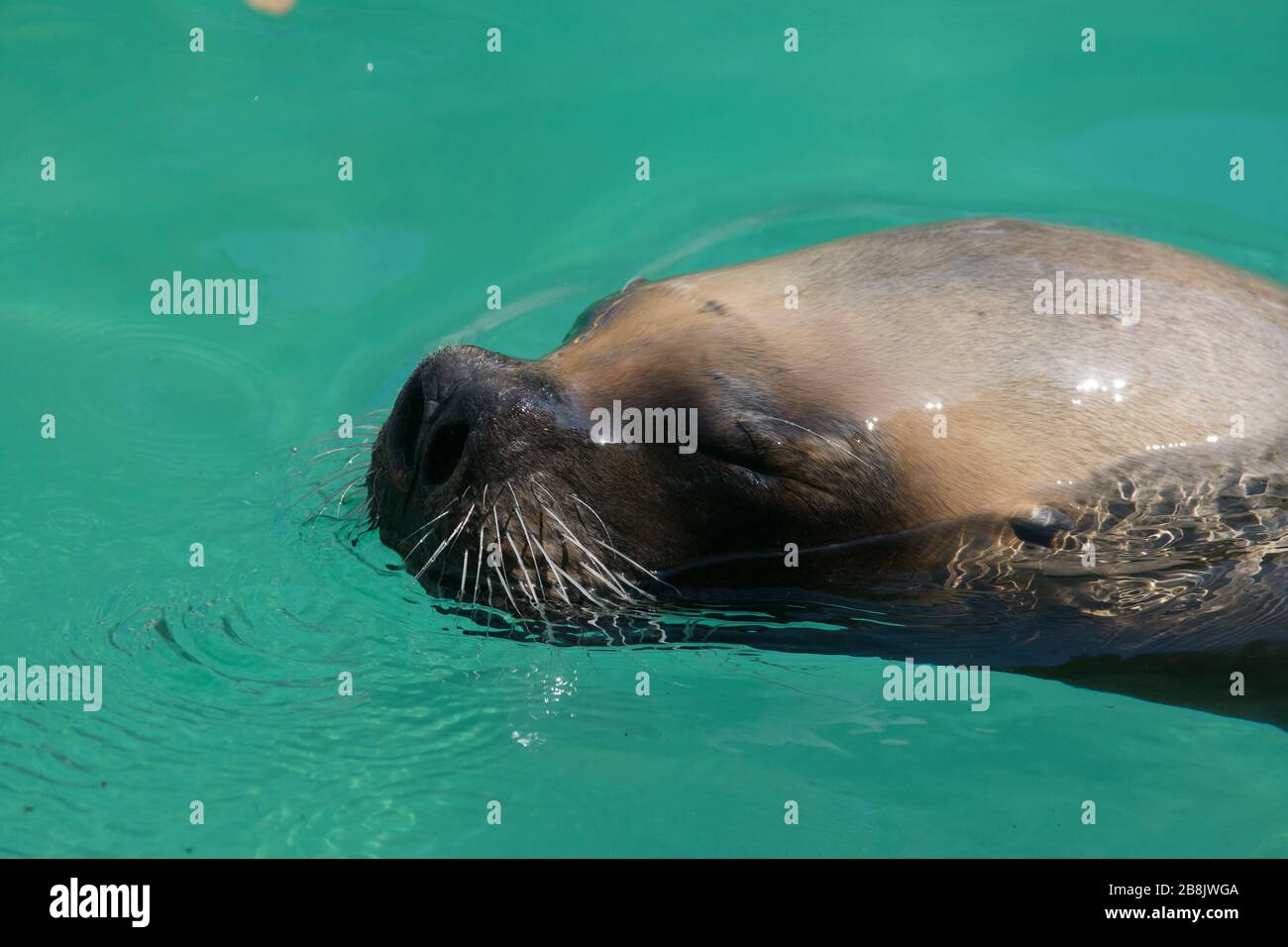 Portrait en face d'un lion de mer californien nageant et respirant dans l'eau Banque D'Images