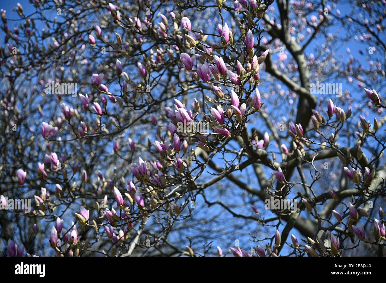 Début du printemps - Prospect Park - Brooklyn, NY Banque D'Images