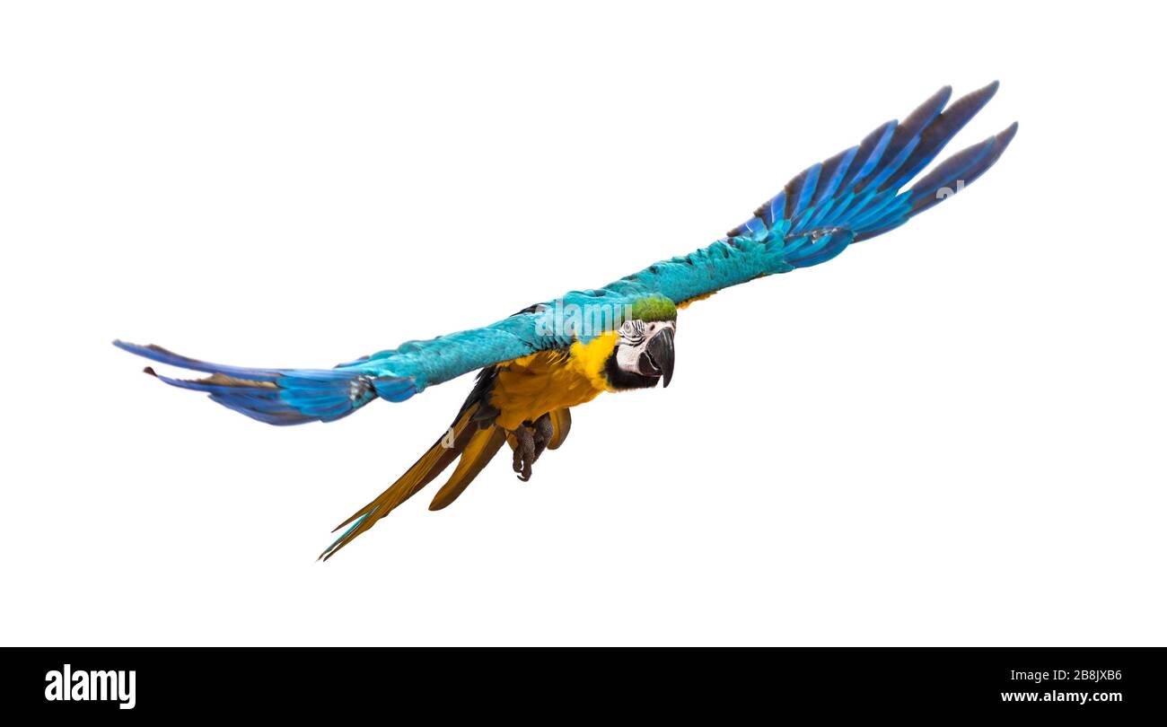 Vue avant d'une macaw bleu et jaune, Ara ararauna, vol, isolé Banque D'Images Vue avant d'une macaw bleu et jaune, Ara ararauna, vol, isolé Banque D'Images