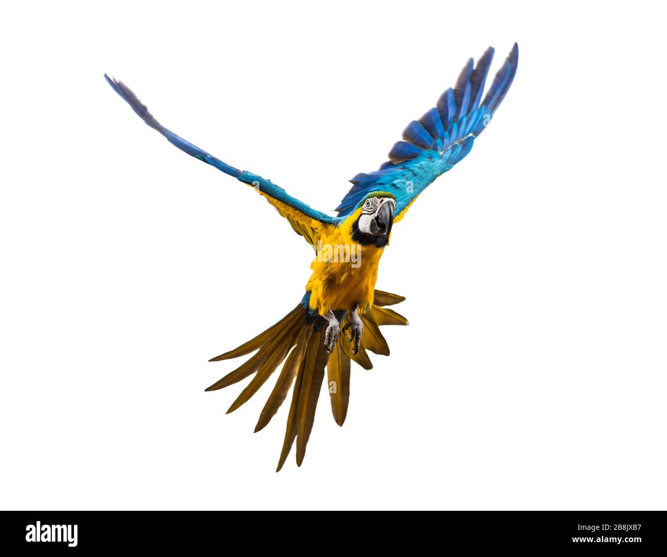 Vue avant d'une macaw bleu et jaune, Ara ararauna, vol, isolé Banque D'Images Vue avant d'une macaw bleu et jaune, Ara ararauna, vol, isolé Banque D'Images