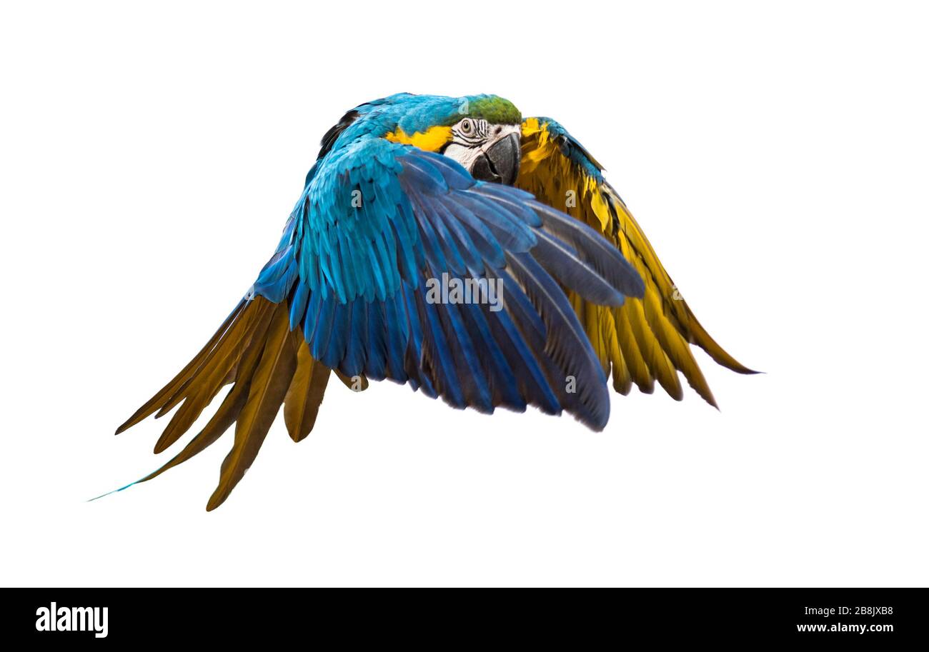 Vue latérale d'un macaw bleu et jaune, Ara ararauna, volant, isolé Banque D'Images Vue latérale d'un macaw bleu et jaune, Ara ararauna, volant, isolé Banque D'Images
