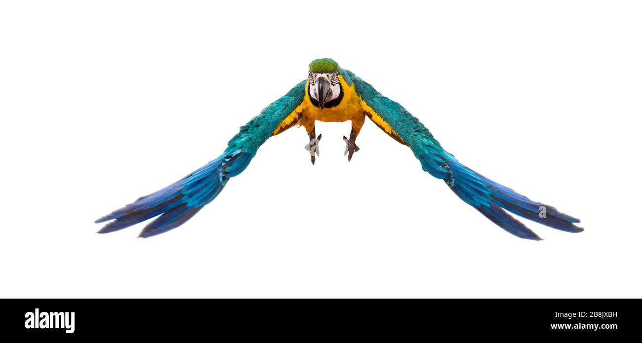 Vue avant d'une macaw bleu et jaune, Ara ararauna, vol, isolé Banque D'Images Vue avant d'une macaw bleu et jaune, Ara ararauna, vol, isolé Banque D'Images
