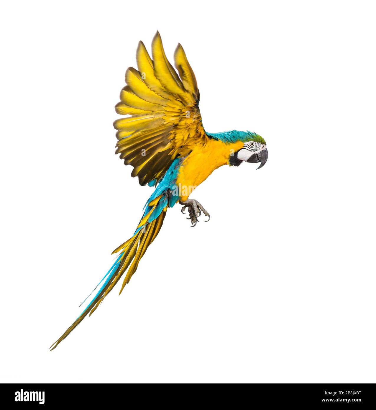 Vue latérale d'un macaw bleu et jaune, Ara ararauna, volant, isolé Banque D'Images Vue latérale d'un macaw bleu et jaune, Ara ararauna, volant, isolé Banque D'Images