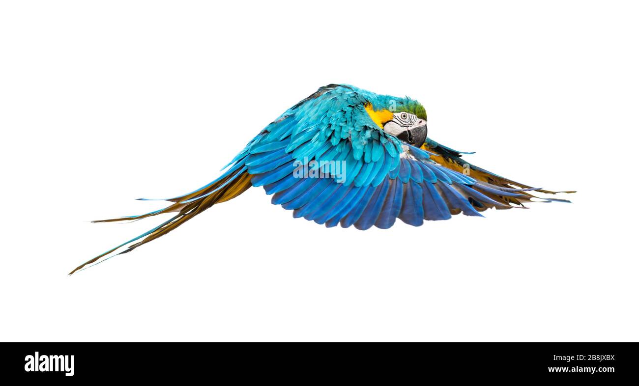 Vue latérale d'un macaw bleu et jaune, Ara ararauna, volant, isolé Banque D'Images Vue latérale d'un macaw bleu et jaune, Ara ararauna, volant, isolé Banque D'Images
