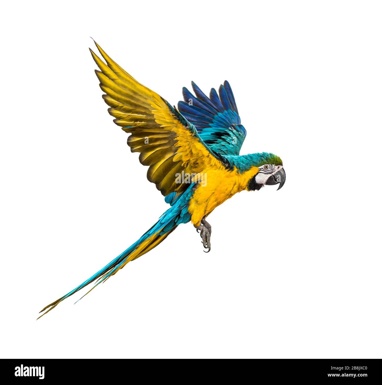 Vue latérale d'un macaw bleu et jaune, Ara ararauna, volant, isolé Banque D'Images Vue latérale d'un macaw bleu et jaune, Ara ararauna, volant, isolé Banque D'Images