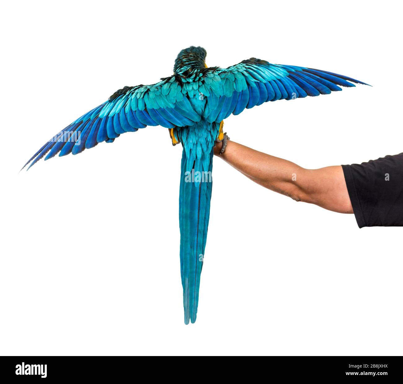 Vue arrière d'un macaw bleu et jaune, Ara ararauna, volant, isolé Banque D'Images Vue arrière d'un macaw bleu et jaune, Ara ararauna, volant, isolé Banque D'Images