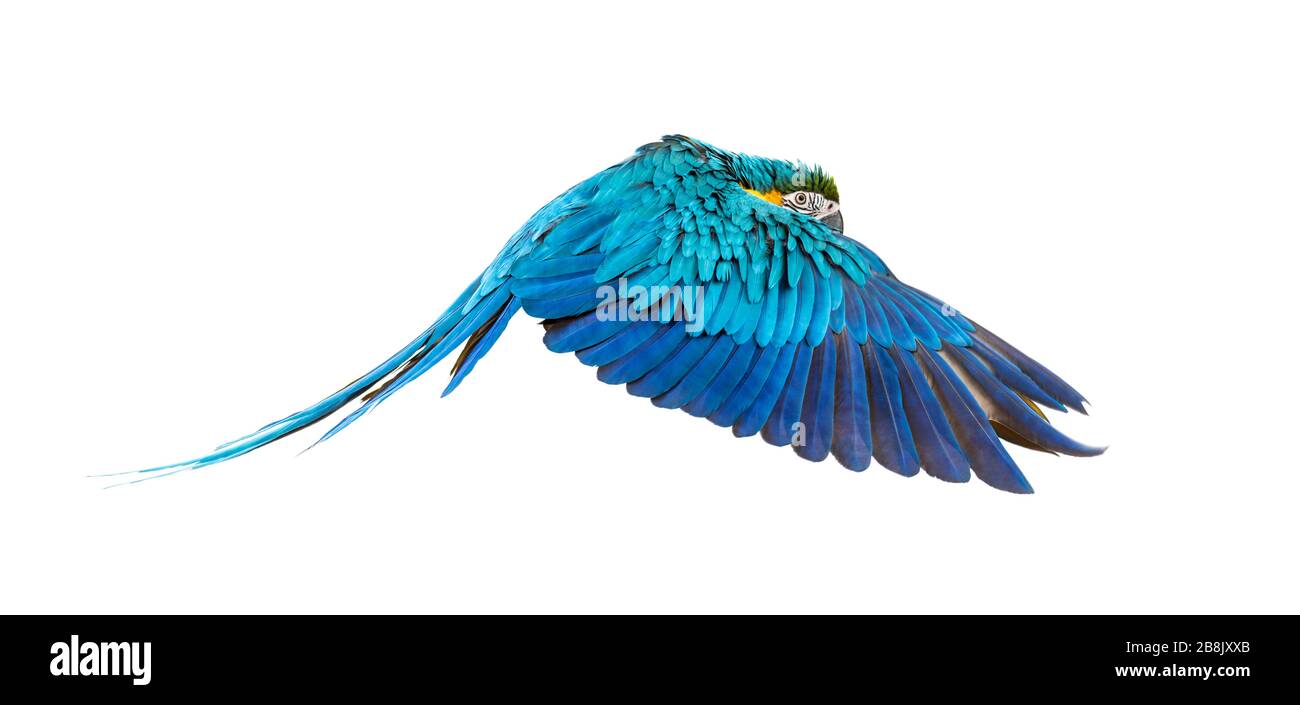 Vue latérale d'un macaw bleu et jaune, Ara ararauna, volant, isolé Banque D'Images Vue latérale d'un macaw bleu et jaune, Ara ararauna, volant, isolé Banque D'Images