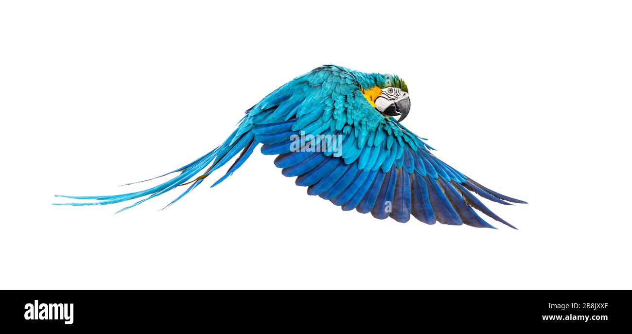 Vue latérale d'un macaw bleu et jaune, Ara ararauna, volant, isolé Banque D'Images Vue latérale d'un macaw bleu et jaune, Ara ararauna, volant, isolé Banque D'Images